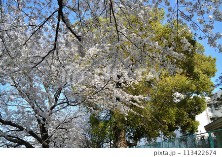 埼玉県深谷市八基小学校の大楠と桜 埼玉県深谷市八基小学校の大楠と桜 113422674