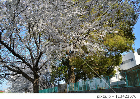 埼玉県深谷市八基小学校の大楠と桜 埼玉県深谷市八基小学校の大楠と桜 113422676