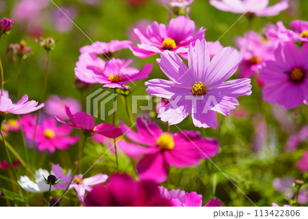 可愛いコスモス(恭仁京) 可愛いコスモス(恭仁京) 113422806