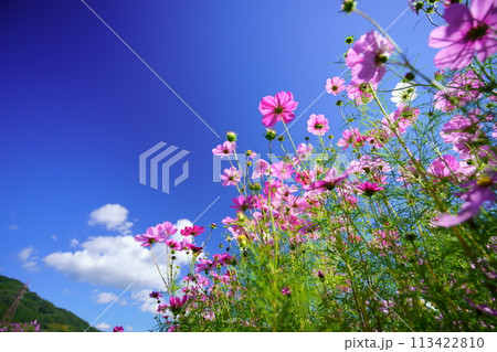 恭仁京の秋・爽やかなコスモス 恭仁京の秋・爽やかなコスモス 113422810