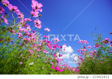 恭仁京の秋・爽やかなコスモス 恭仁京の秋・爽やかなコスモス 113422811