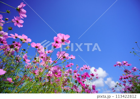 恭仁京の秋・爽やかなコスモス 恭仁京の秋・爽やかなコスモス 113422812