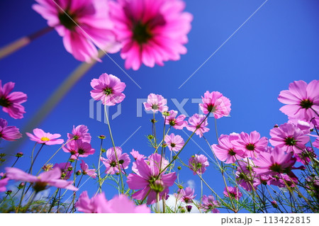 ローアングルのコスモスの花 ローアングルのコスモスの花 113422815
