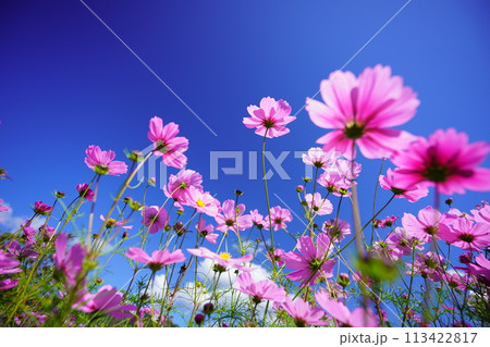 ローアングルのコスモスの花 ローアングルのコスモスの花 113422817