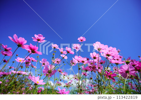 ローアングルのコスモスの花 113422819