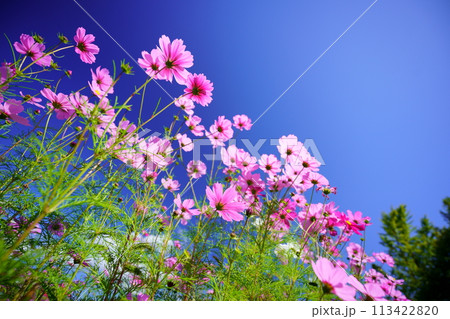 ローアングルのコスモスの花 ローアングルのコスモスの花 113422820