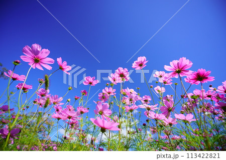 ローアングルのコスモスの花 ローアングルのコスモスの花 113422821