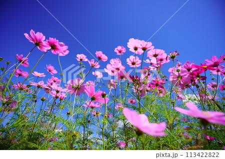 ローアングルのコスモスの花 113422822