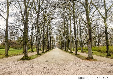 Alley of trees in The Eszterhaza castle park in Fertod, Hungary. 113423071