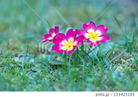 Purple flowers of Primula vulgaris, group of primrose flower. Purple flowers of Primula vulgaris, group of primrose flower. 113423103