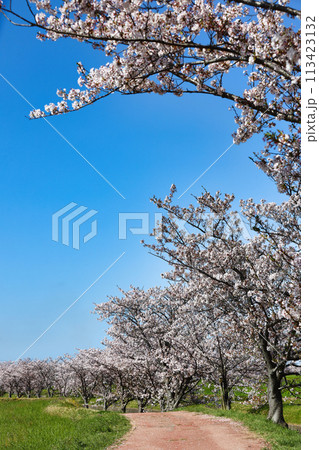 桜の並木道 113423132