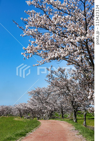桜の並木道 113423134