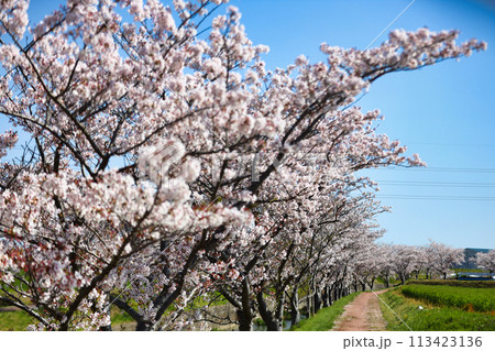 桜の並木道 桜の並木道 113423136