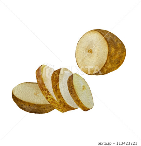 Potato lying slice composition a watercolor sketch 113423223