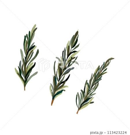Rosemary green branch fresh set watercolor sketch 113423224