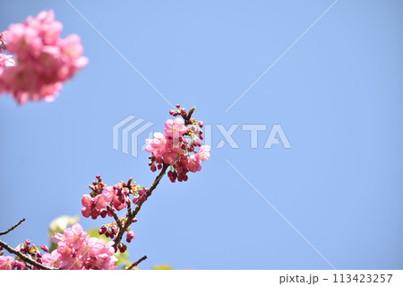 早春の青空に映えるピンクの横濱緋桜 113423257