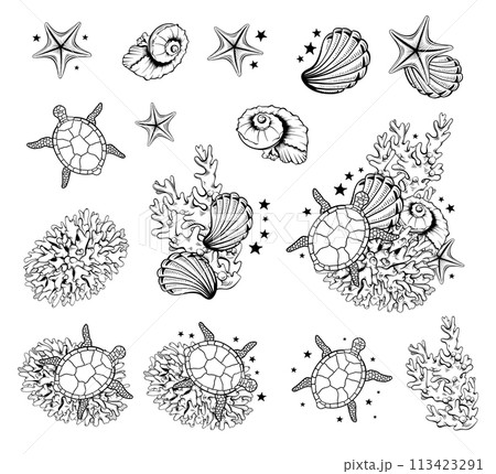 Black and White Contour Drawing Seashells Turtles Sea Stars Marine Summer Illustrations Vector Line Art 113423291