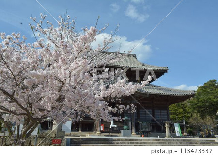 功山寺の桜 113423337