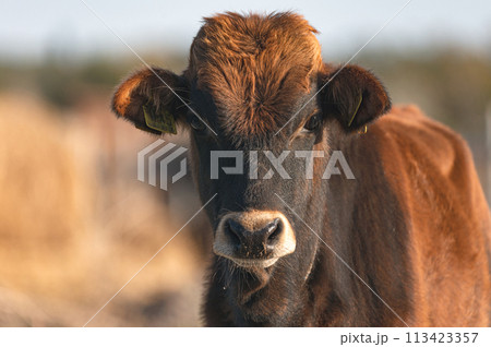 Portrait of a Calf at Akrotiri Marsh. Limassol District, Cyprus 113423357