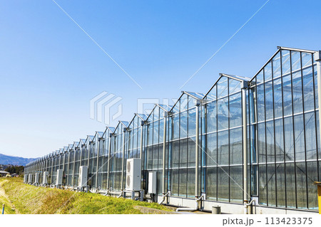 ガラスハウス　ビニールハウス 113423375