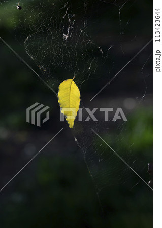蜘蛛の巣に掴まった一枚の黄色く紅葉した落葉 蜘蛛の巣に掴まった一枚の黄色く紅葉した落葉 113423644