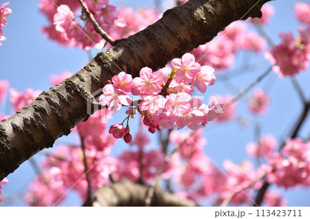 早春の青空に映えるピンクの横濱緋桜 113423711