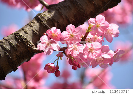 早春の青空に映えるピンクの横濱緋桜 早春の青空に映えるピンクの横濱緋桜 113423714