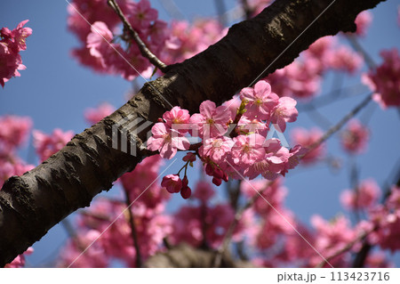 早春の青空に映えるピンクの横濱緋桜 113423716