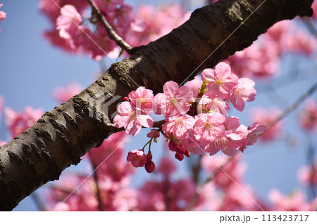 早春の青空に映えるピンクの横濱緋桜 早春の青空に映えるピンクの横濱緋桜 113423717