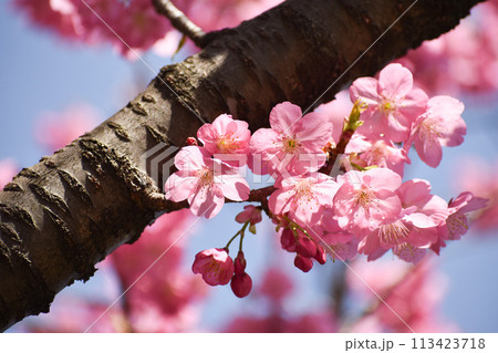 早春の青空に映えるピンクの横濱緋桜 113423718