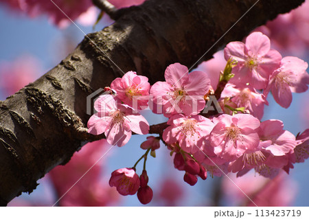 早春の青空に映えるピンクの横濱緋桜 早春の青空に映えるピンクの横濱緋桜 113423719