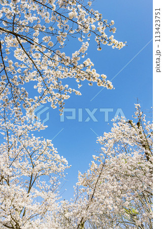 桜と青空 桜と青空 113423751