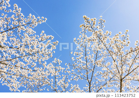 桜と青空 桜と青空 113423752