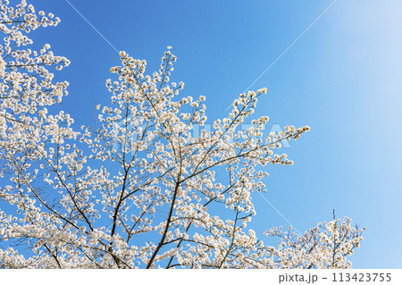 桜と青空 113423755