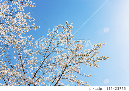 桜と青空 113423756