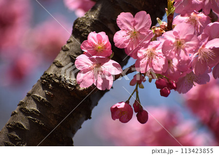 早春の青空に映えるピンクの横濱緋桜 早春の青空に映えるピンクの横濱緋桜 113423855