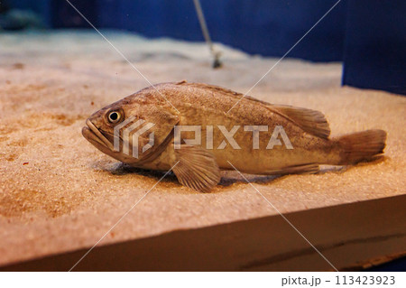 水族館のソイ 113423923