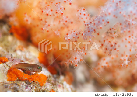 カエルウオ カエルウオ 113423936