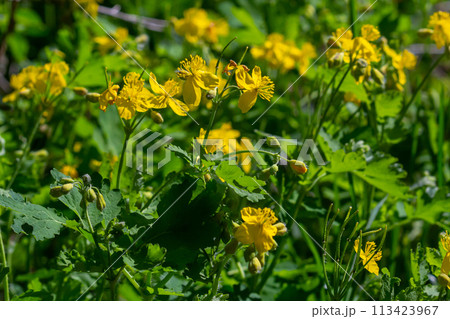 Macro photo of natural yellow flowers of celandine. Background blooming flowers plant celandine Macro photo of natural yellow flowers of celandine. Background blooming flowers plant celandine 113423967