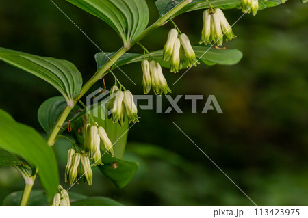 Polygonatum multiflorum, the Solomon's seal, David's harp, ladder-to-heaven or Eurasian Solomon's seal, is a species of flowering plant in the family Asparagaceae Polygonatum multiflorum, the Solomon's seal, David's harp, ladder-to-heaven or Eurasian Solomon's seal, is a species of flowering plant in the family Asparagaceae 113423975