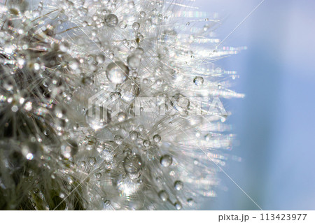 Water droplets on a Dandelion flower macro close-up morning sunshine with bokeh lights. Dandelion seed with reflection Water droplets on a Dandelion flower macro close-up morning sunshine with bokeh lights. Dandelion seed with reflection 113423977