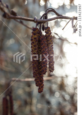 Small branch of black alder Alnus glutinosa with male catkins and female red flowers. Blooming alder in spring beautiful natural background with clear earrings and blurred background 113423997