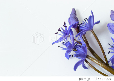 Beautiful blue flowers snowdrops Scilla bifolia alpine squill, two-leaf squill on a white background with space for text. Spring decoration Beautiful blue flowers snowdrops Scilla bifolia alpine squill, two-leaf squill on a white background with space for text. Spring decoration 113424005