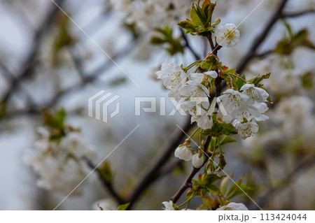 Selective focus of beautiful branches of cherry blossoms on the tree under blue sky, Beautiful Sakura flowers during spring season in the park, Floral pattern texture, Nature background 113424044