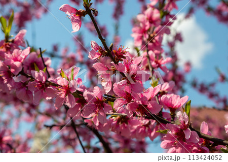 Peach tree, blurred background. Blooming tree in spring with pink flowers. The beauty of the spring garden, the concept of spring 113424052