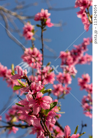 Peach tree, blurred background. Blooming tree in spring with pink flowers. The beauty of the spring garden, the concept of spring 113424054