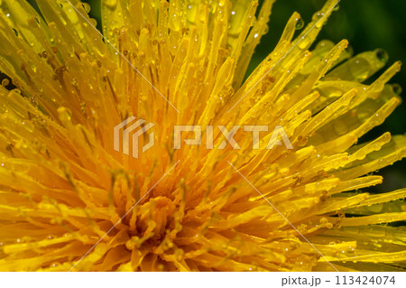 Yellow daisies bloom after the rain and the...の写真素材 [113424074] - PIXTA