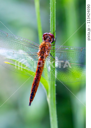 ウスバキトンボ 113424090