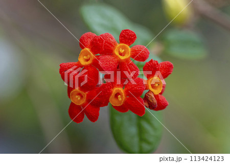 透明感のある朱色の星型の花弁で中心は黄色いベニマツリ 113424123