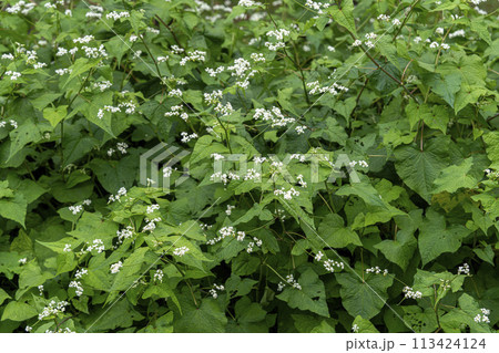 食用にはならない越冬する外来種のシュッコンソバ 113424124